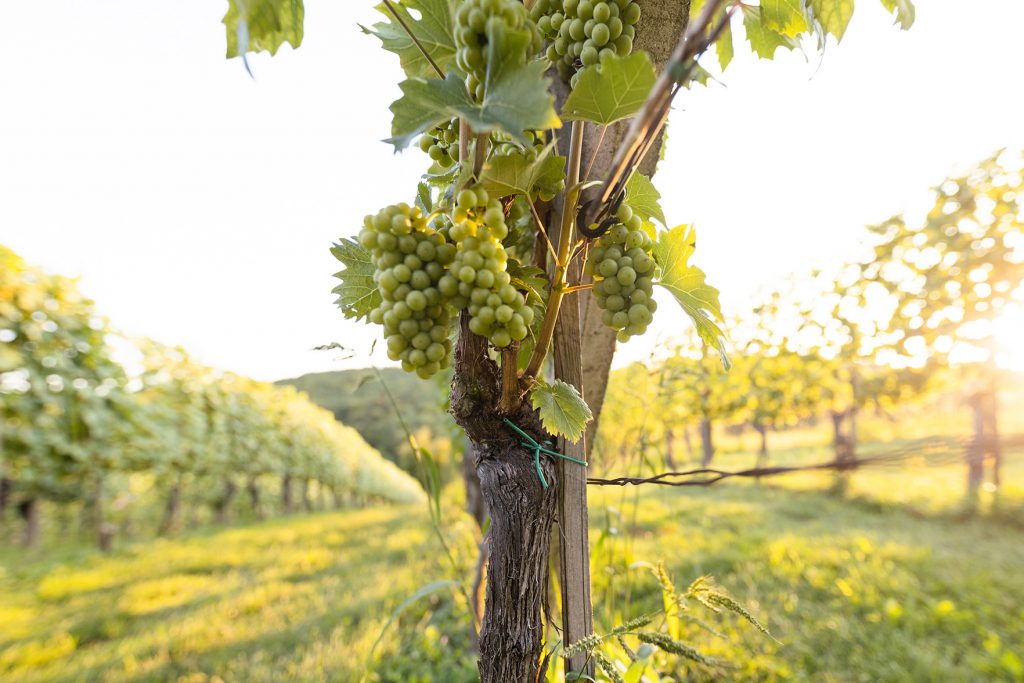 Weingarten Weinbau Höber